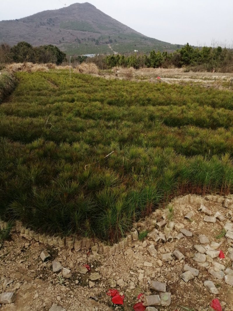 湿地松，湿地松小苗，湿地松杯苗，九江湿地松基地