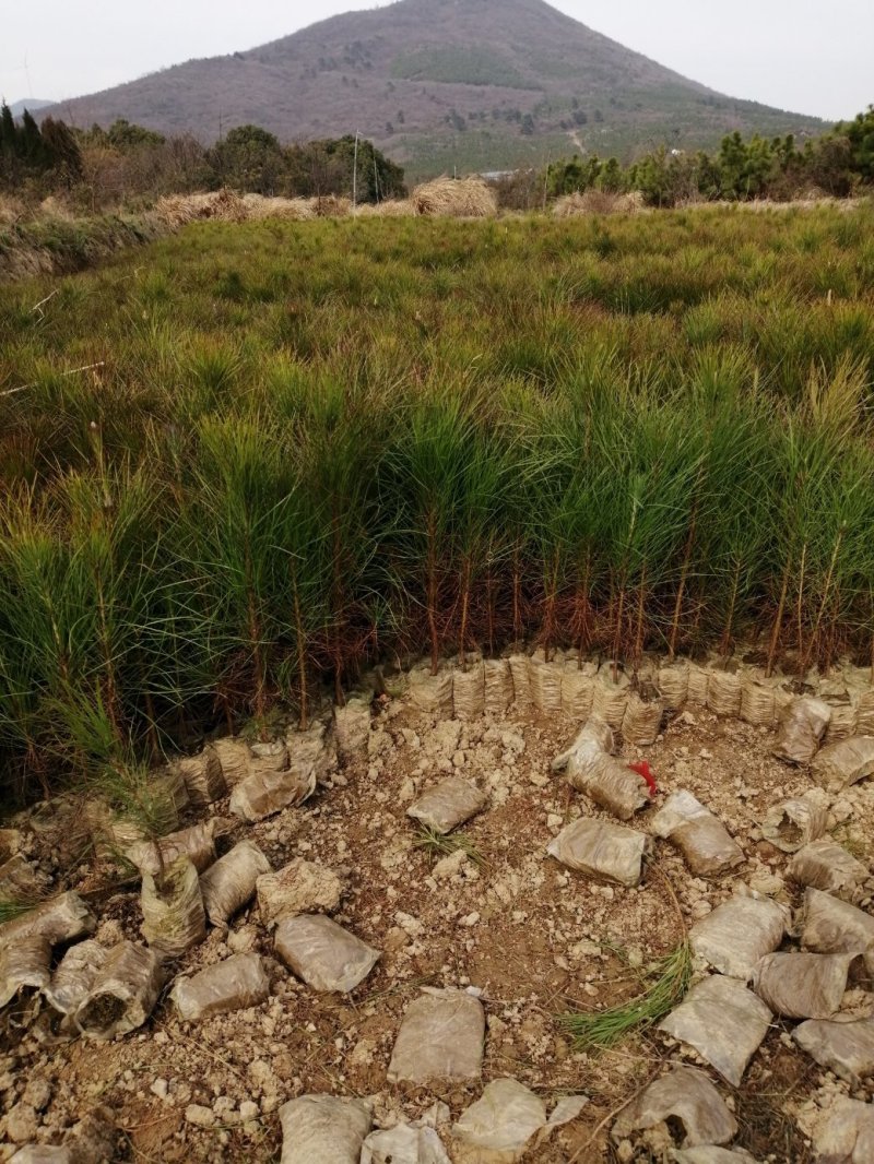 湿地松，湿地松小苗，湿地松杯苗，九江湿地松基地