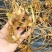 白芨种苗白芨种子紫花三叉白芨诚信合作欢迎选购