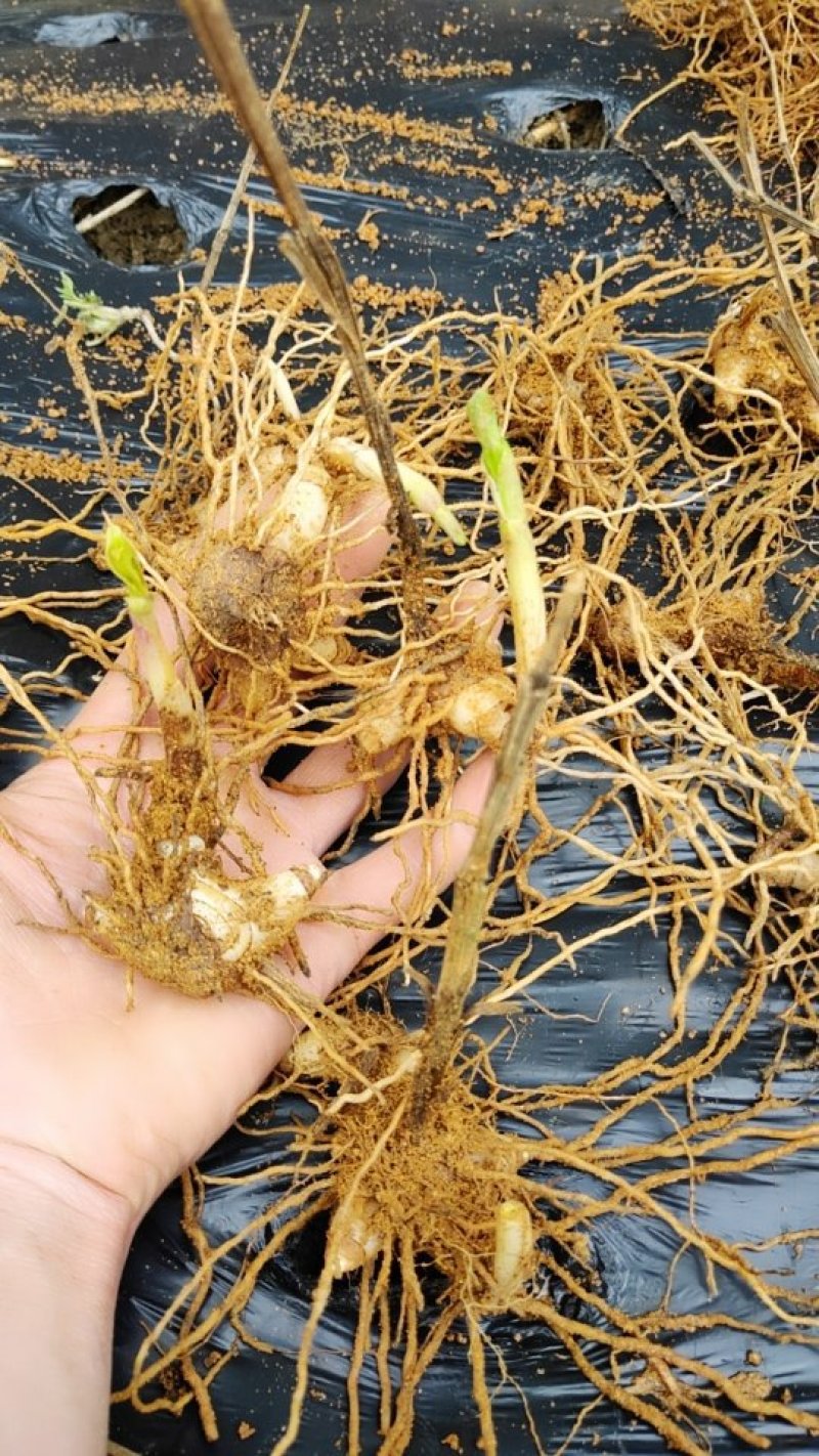 白芨种苗白芨种子紫花三叉白芨诚信合作欢迎选购