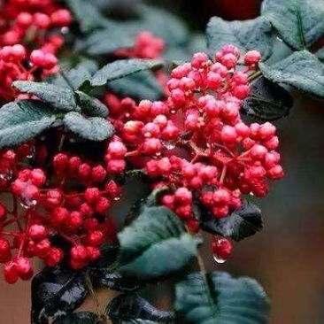 花椒苗大红袍花椒苗狮子头花椒苗包成活提供技术指导