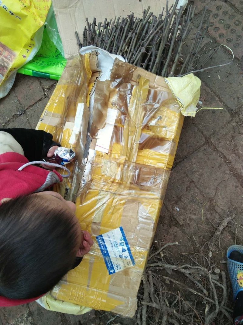 花椒苗大红袍花椒苗狮子头花椒苗包成活提供技术指导