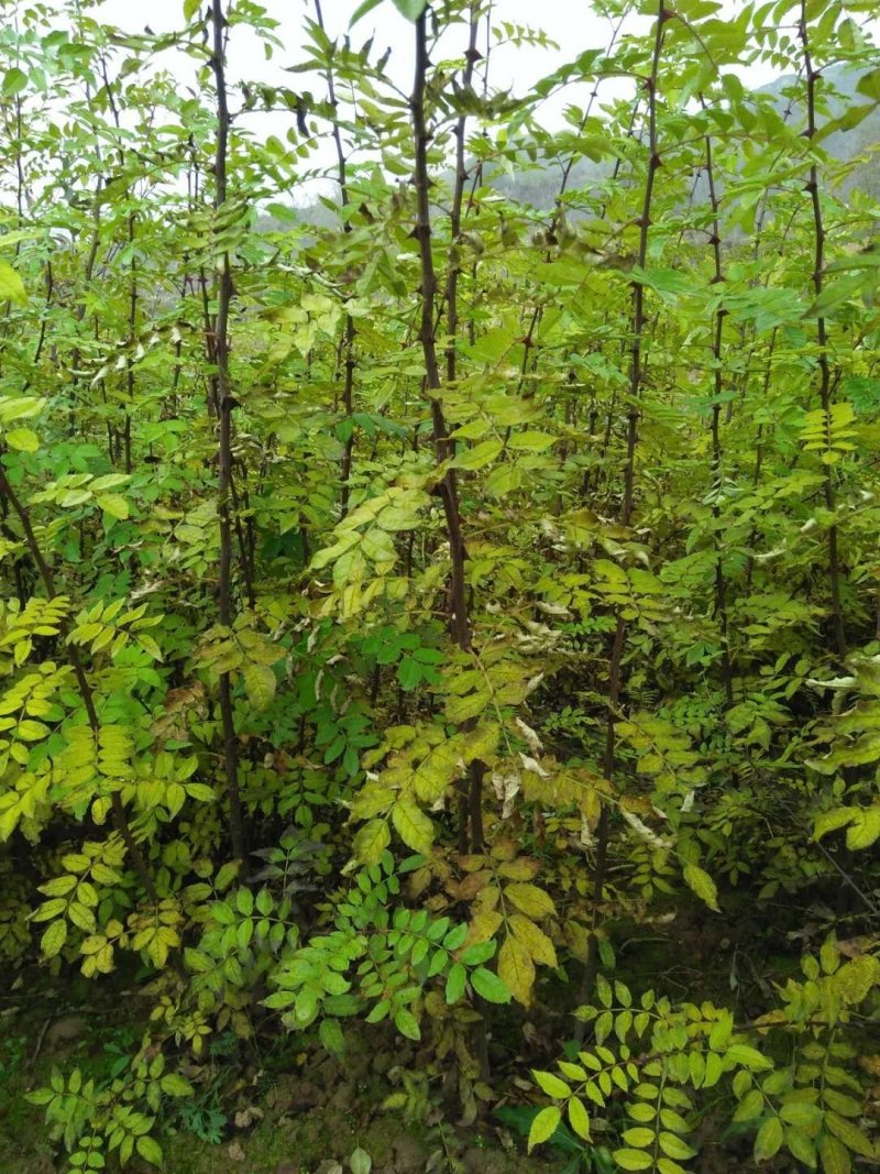 花椒苗大红袍花椒苗狮子头花椒苗包成活提供技术指导