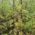 花椒苗大红袍花椒苗狮子头花椒苗包成活提供技术指导