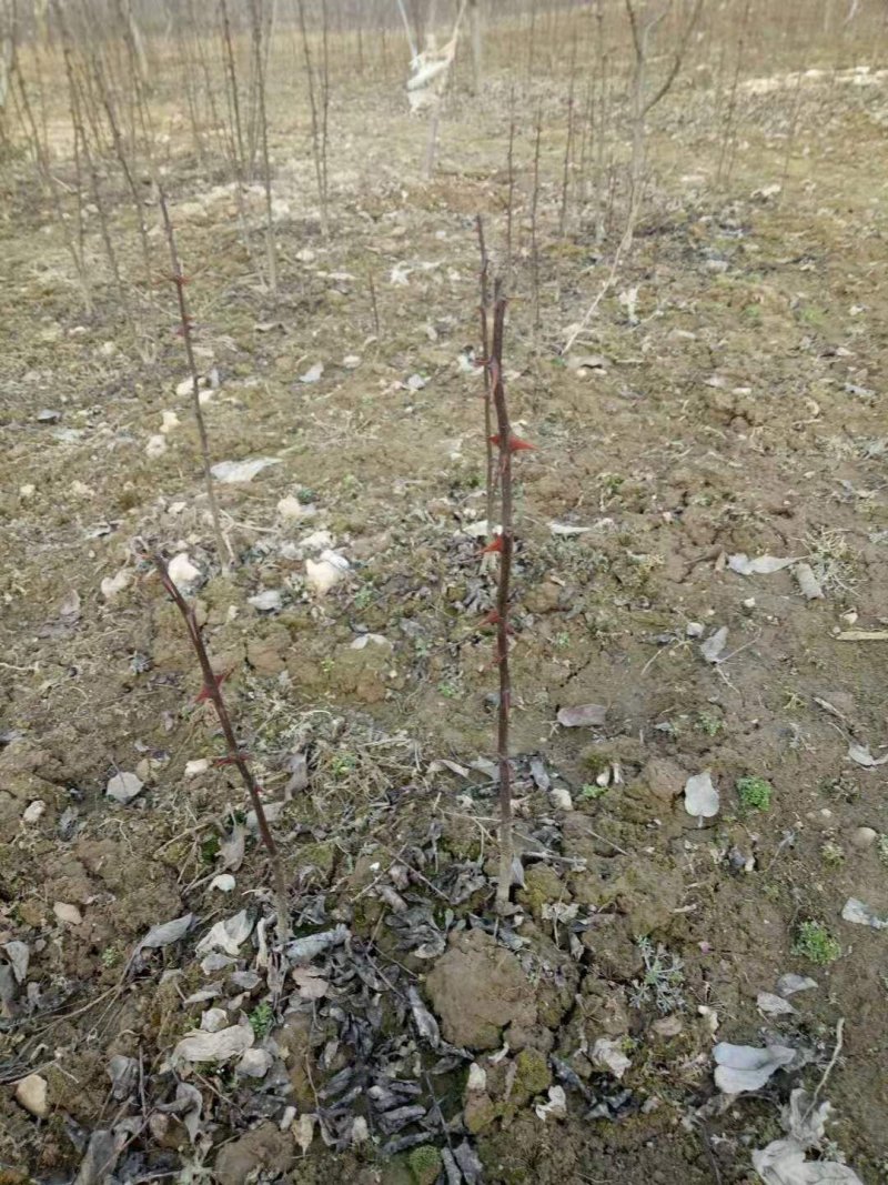 花椒苗大红袍花椒苗狮子头花椒苗包成活提供技术指导