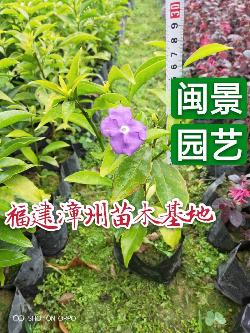 双色茉莉茉莉高20到30厘米福建漳州闽景园艺场