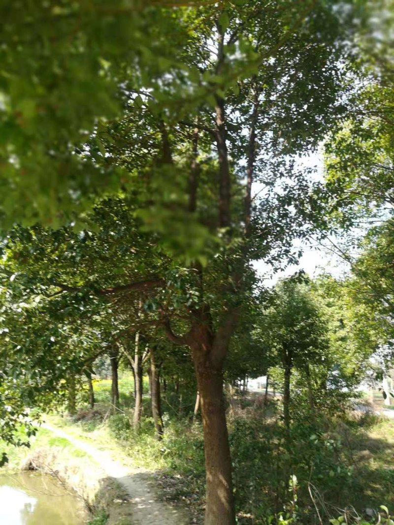 香樟树