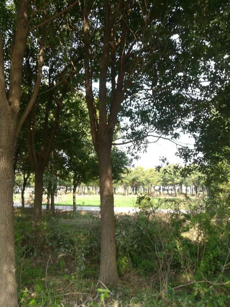 香樟树