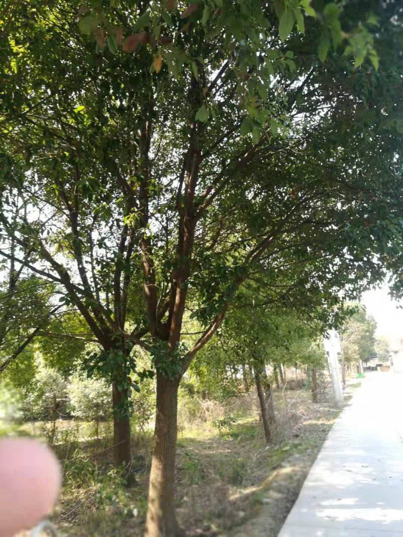 香樟树