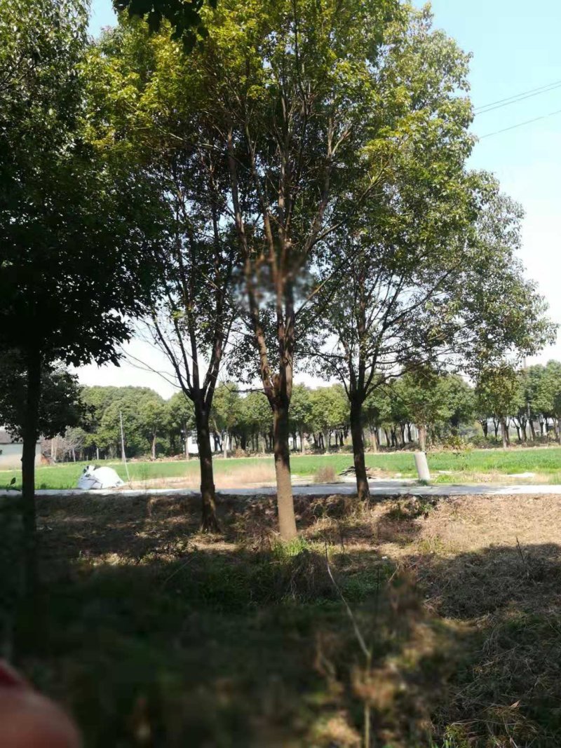 香樟树