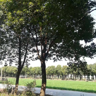香樟树