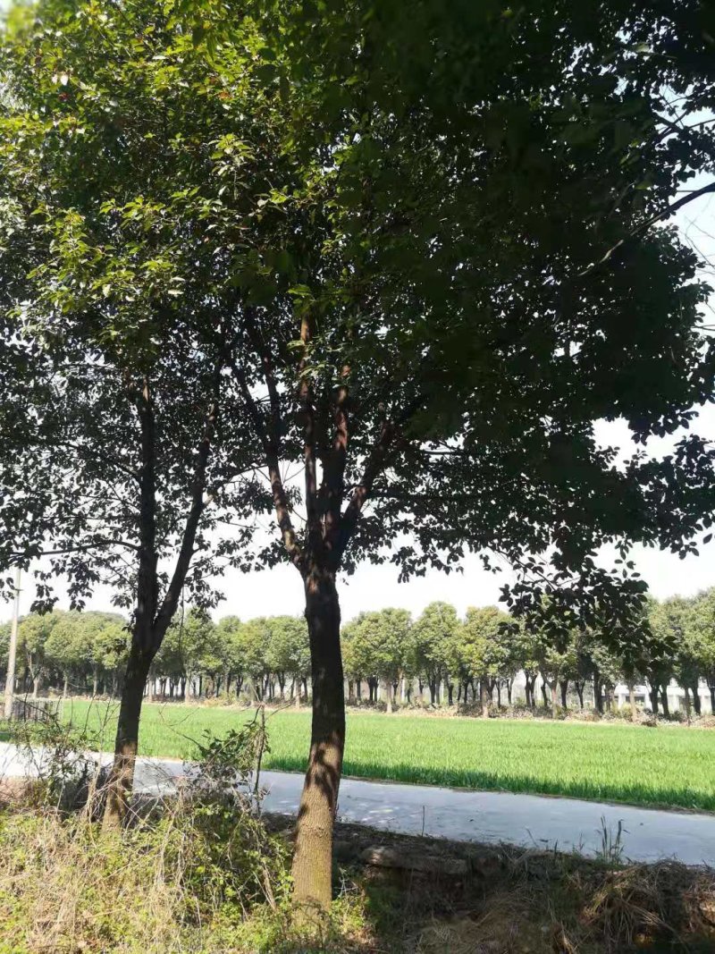 香樟树