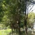 香樟树