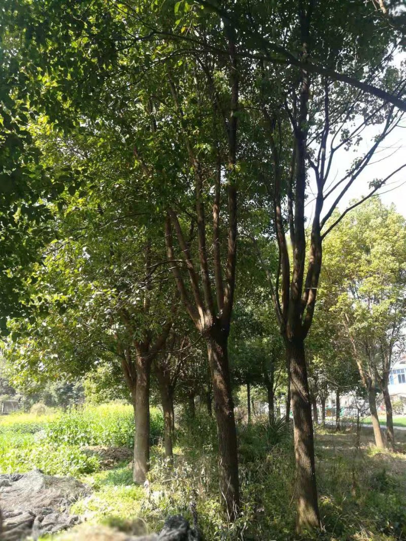 香樟树
