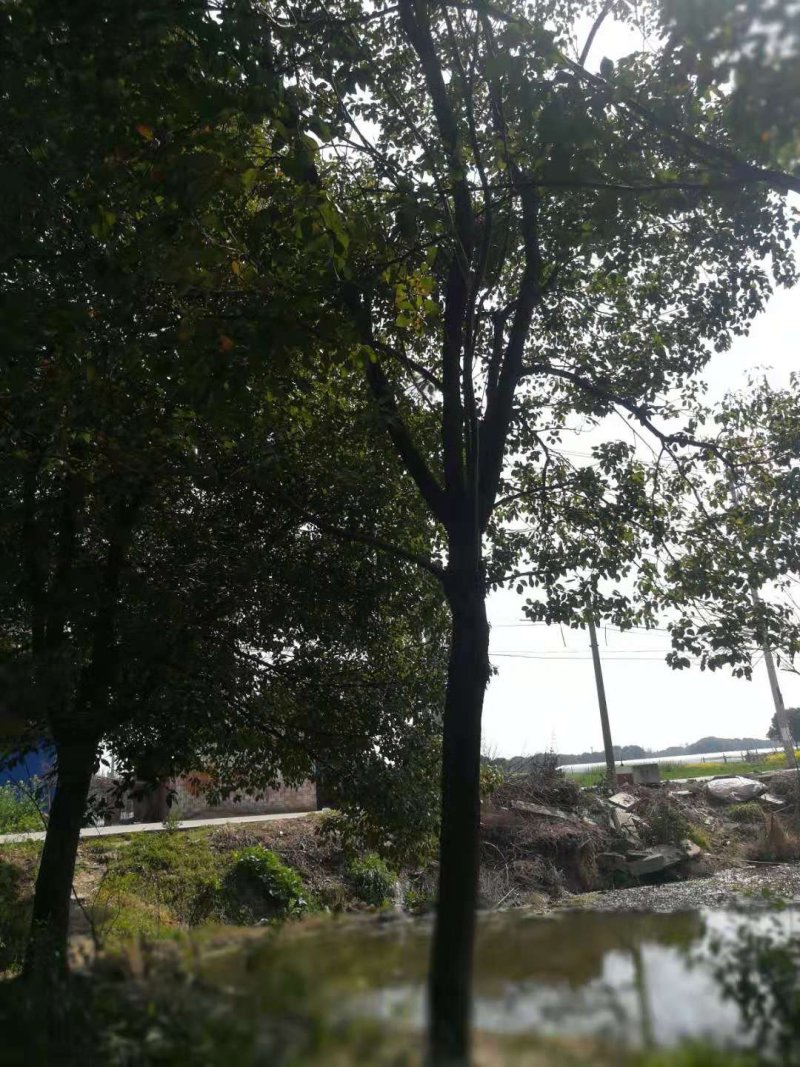 香樟树
