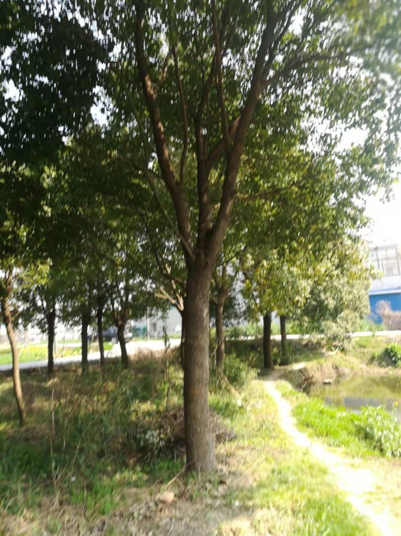 香樟树