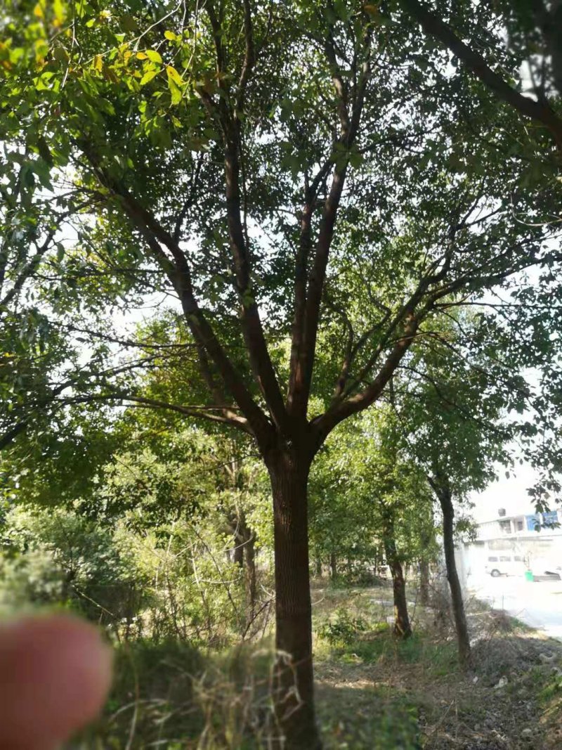 香樟树