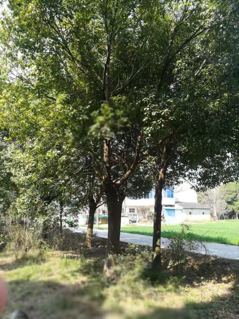 香樟树