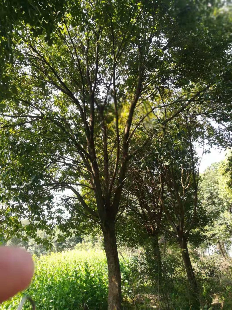 香樟树