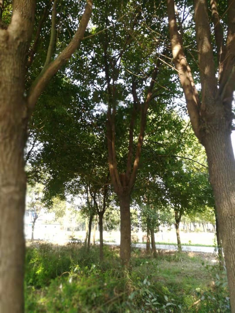 香樟树