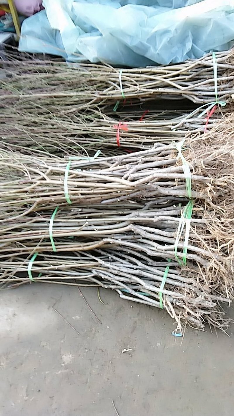 中蟠11号桃树苗80cm以上规格齐全黄肉蟠桃，品种纯正