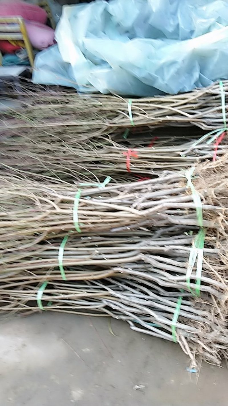 中蟠11号桃树苗80cm以上规格齐全黄肉蟠桃，品种纯正