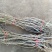 中蟠11号桃树苗80cm以上规格齐全黄肉蟠桃，品种纯正