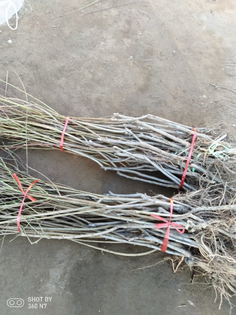 中蟠11号桃树苗80cm以上规格齐全黄肉蟠桃，品种纯正