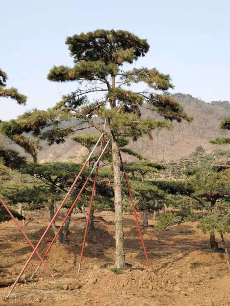 造型油松，黑松盆景