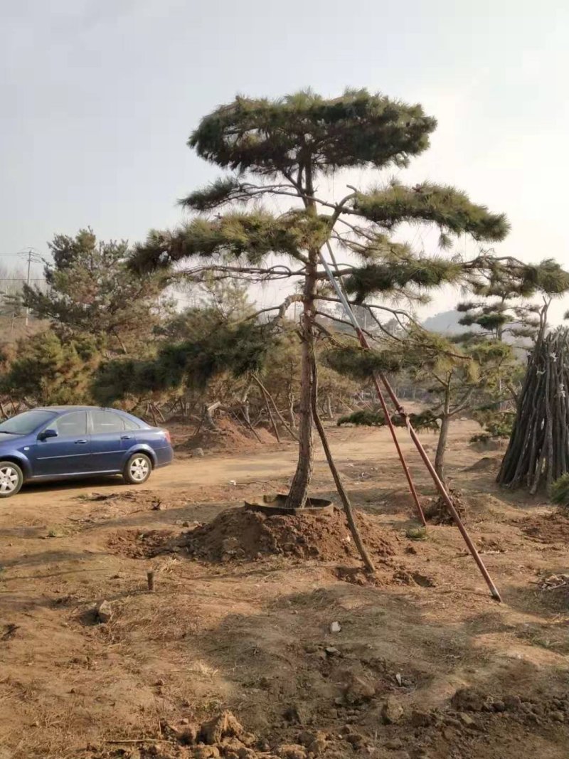 造型油松，黑松盆景