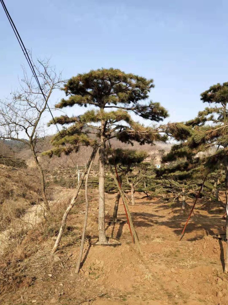 造型油松，黑松盆景