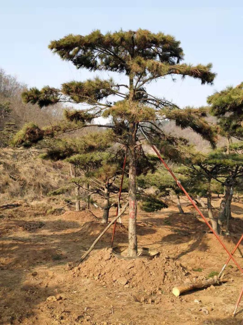 造型油松，黑松盆景