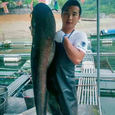 大口鲶鱼，清水河鱼