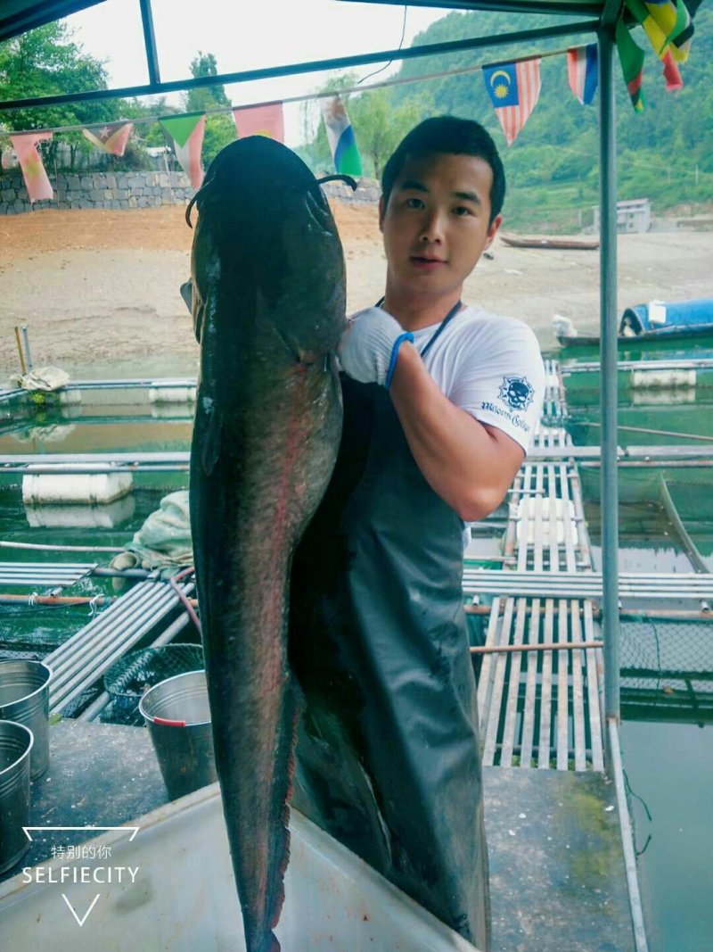 大口鲶鱼，清水河鱼