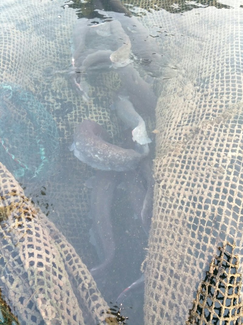 大口鲶鱼，清水河鱼
