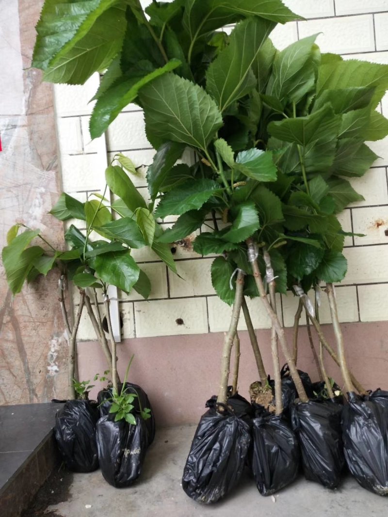果桑苗台湾长果桑十大果桑嫁接苗
