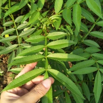 青花椒苗