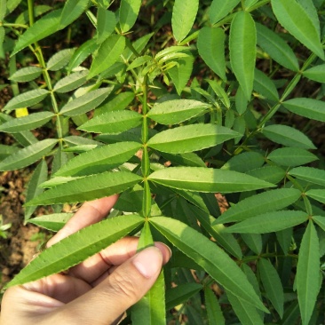 青花椒苗