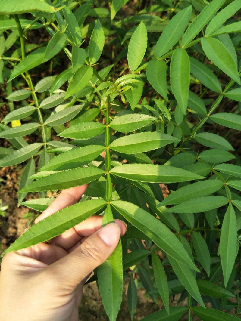 青花椒苗