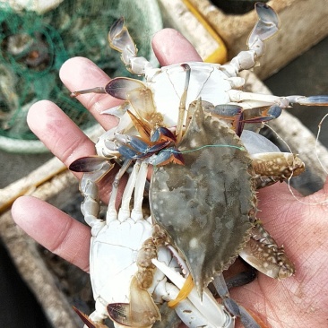 海洋梭子蟹