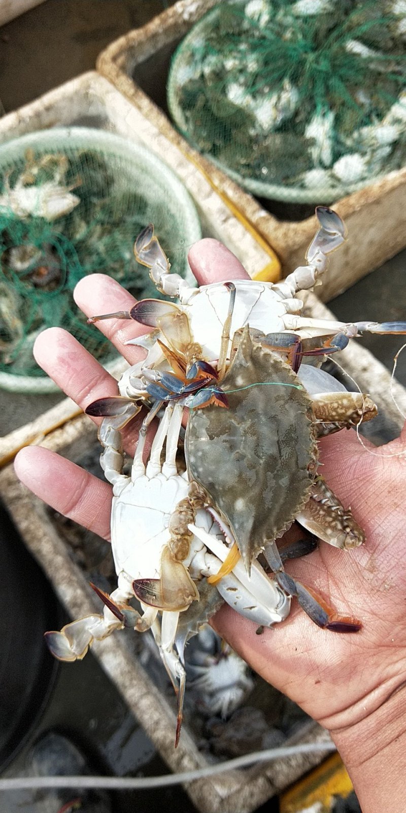 海洋梭子蟹
