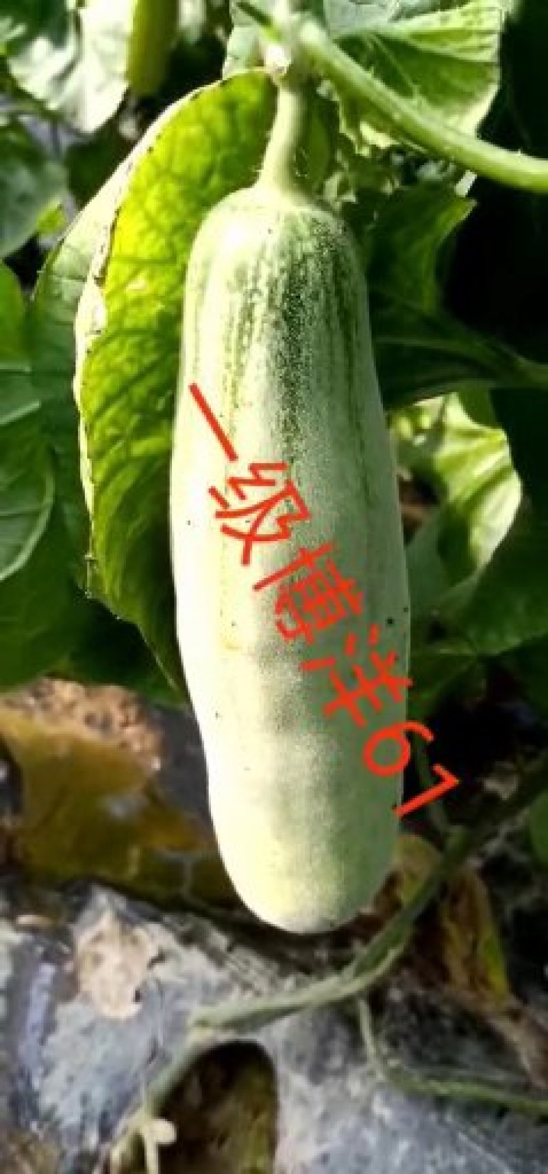 甜瓜，香瓜，博洋六一，脆甜爽囗，大量上市.
