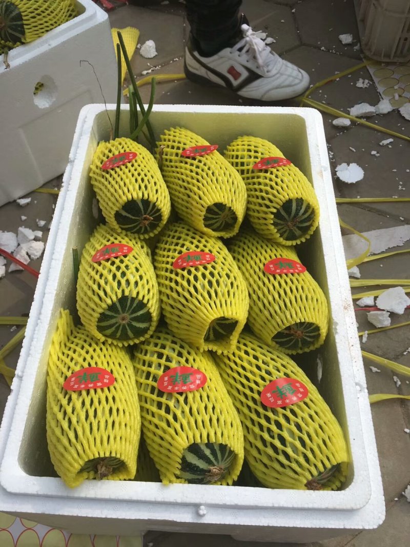 甜瓜，博洋九号，口感脆甜，爽囗