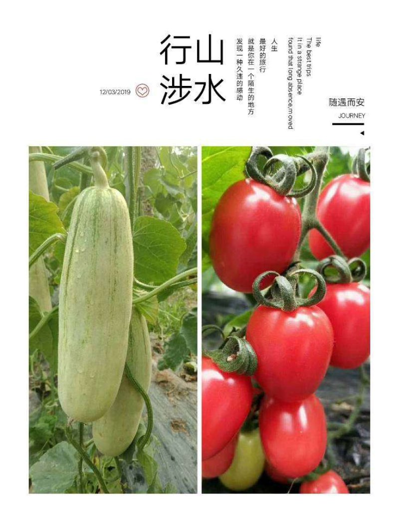 甜瓜，博洋九号，口感脆甜，爽囗