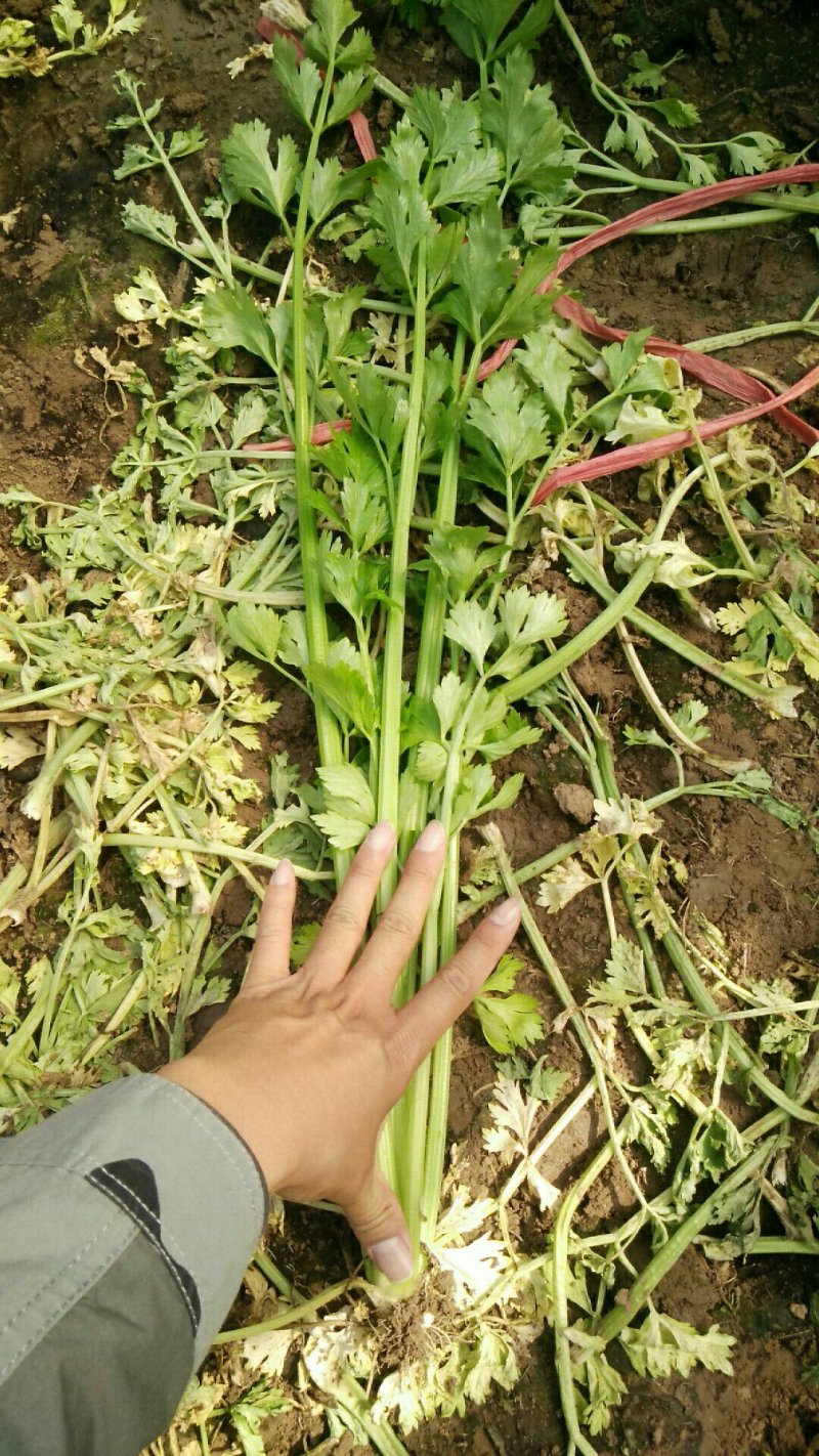 【热卖低价】山东芹菜大量低价供货，代发全国一手货源