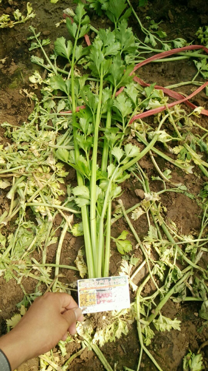【热卖低价】山东芹菜大量低价供货，代发全国一手货源