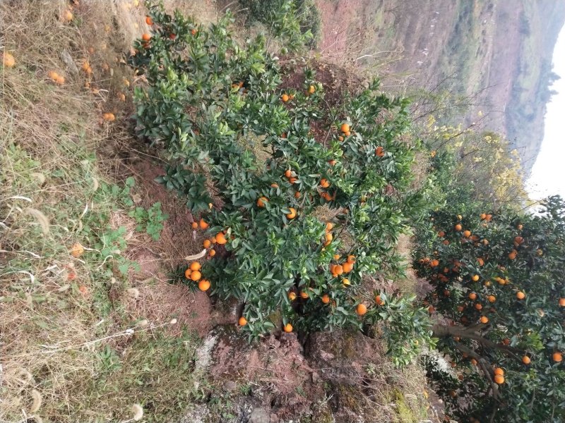 巫山纽荷尔