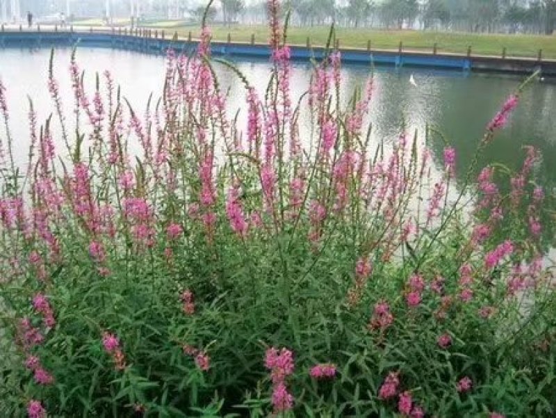 千屈菜