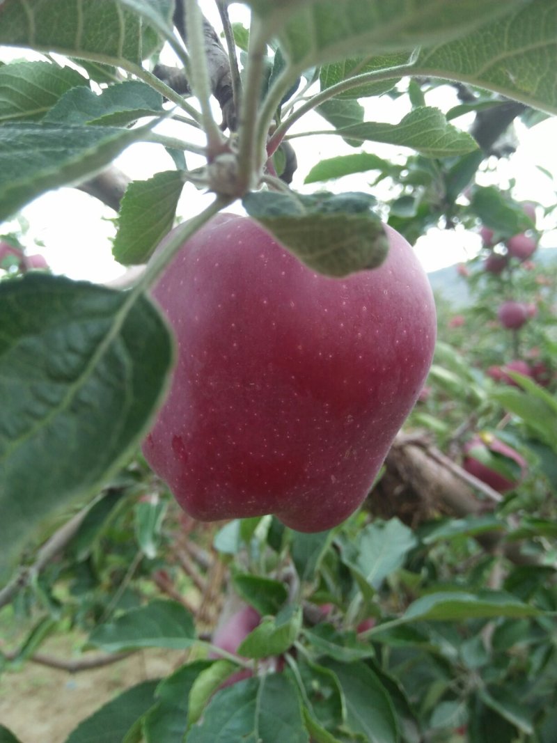 甘肃天水正宗蛇果树苗花牛苹果树苗90~100cm