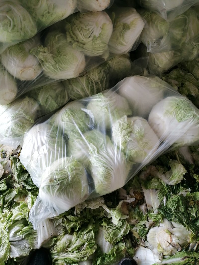 大白菜！小包，868！秦白二号！颜色鲜绿！产地直供，